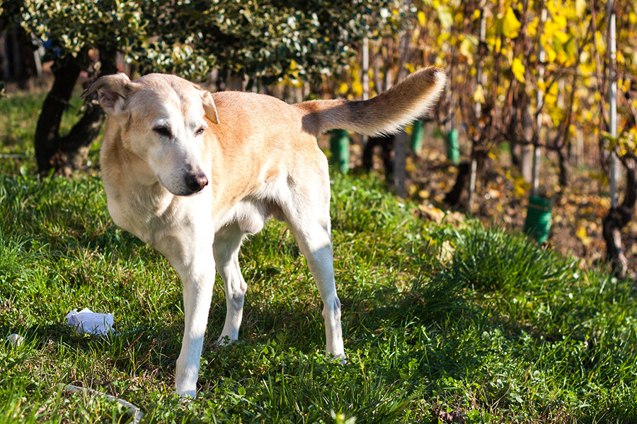 Billy, la mascotte della famiglia — Rivetti Gino