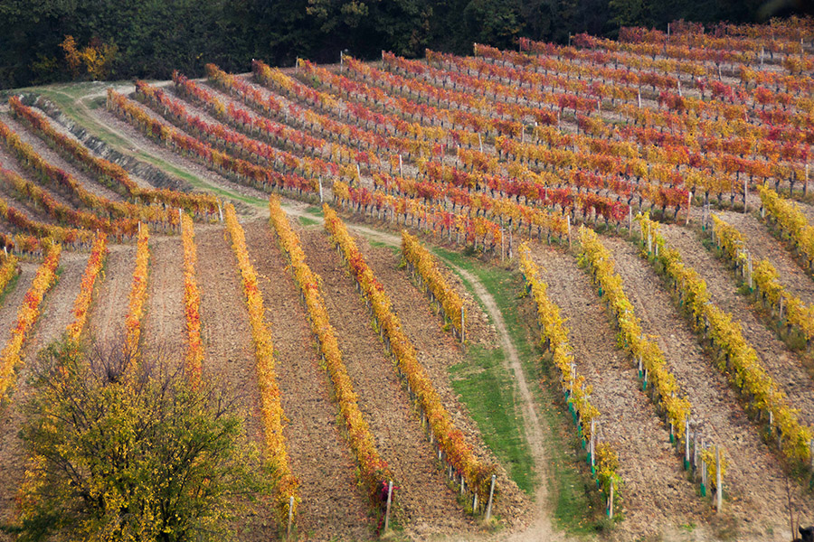 Filari d’autunno — Rivetti Gino
