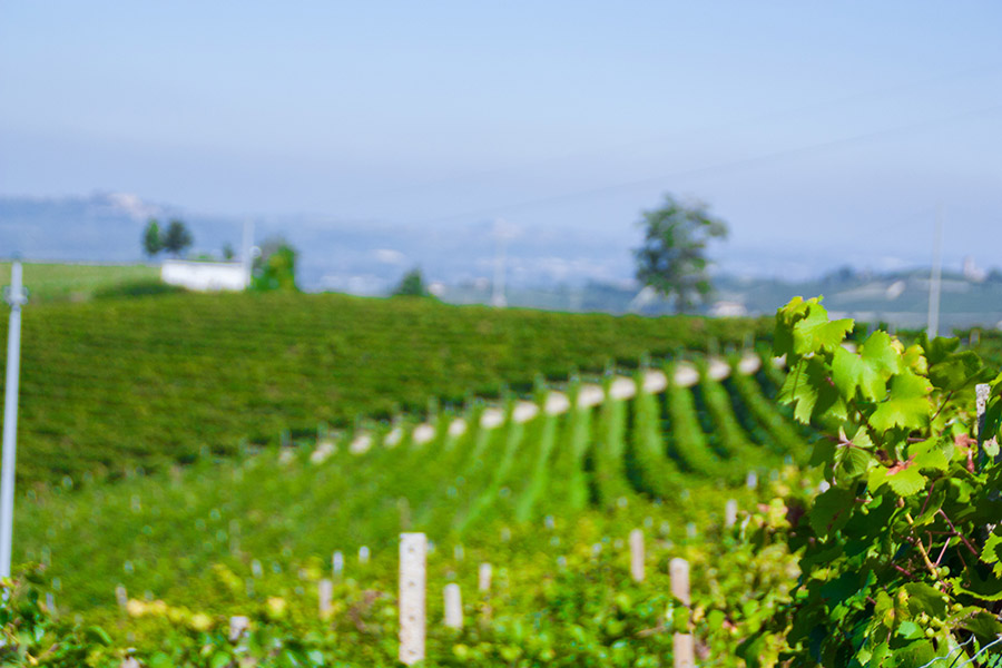 La vigna in primavera — Rivetti Gino