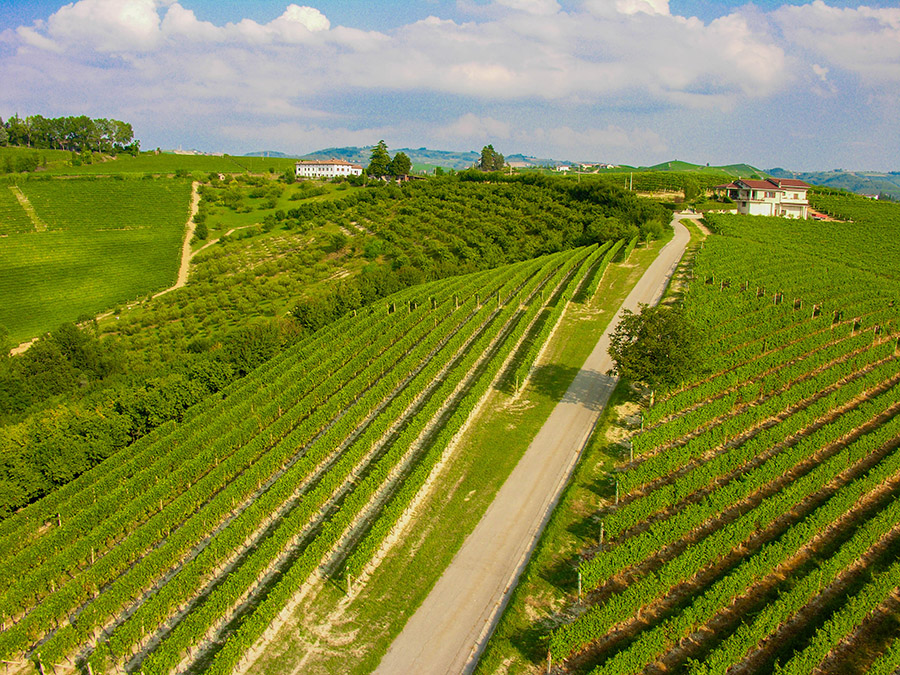 Le colline e i vigneti intorno alla cantina