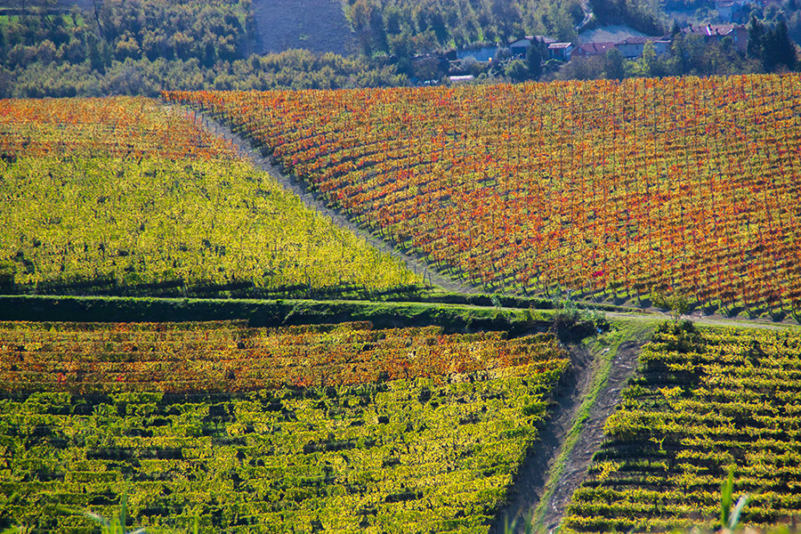 Le vigne cambiano stagione — Rivetti Gino