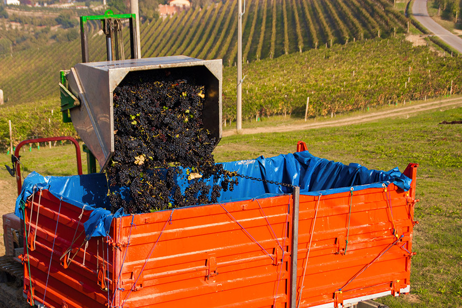 Il lavoro durante la vendemmia — Rivetti Gino