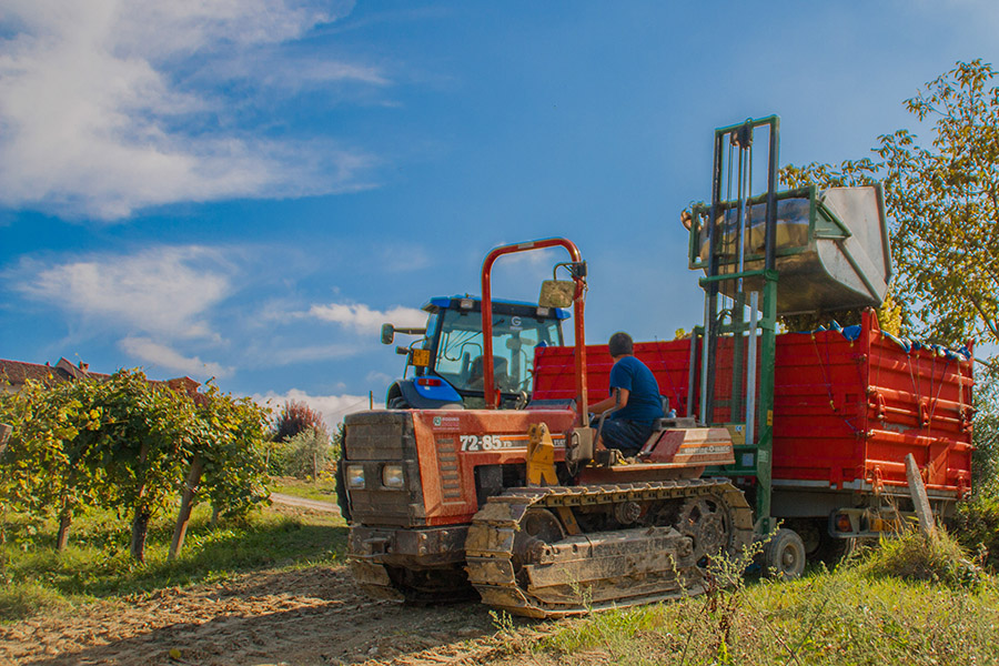 La vendemmia in vigna — Rivetti Gino