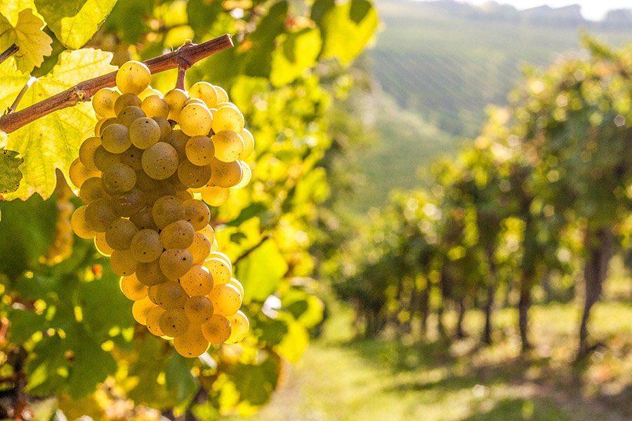 Le uve bianche nel vigneto — Rivetti Gino
