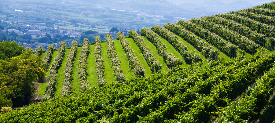 I vigneti sulle colline di Alba — Rivetti Gino